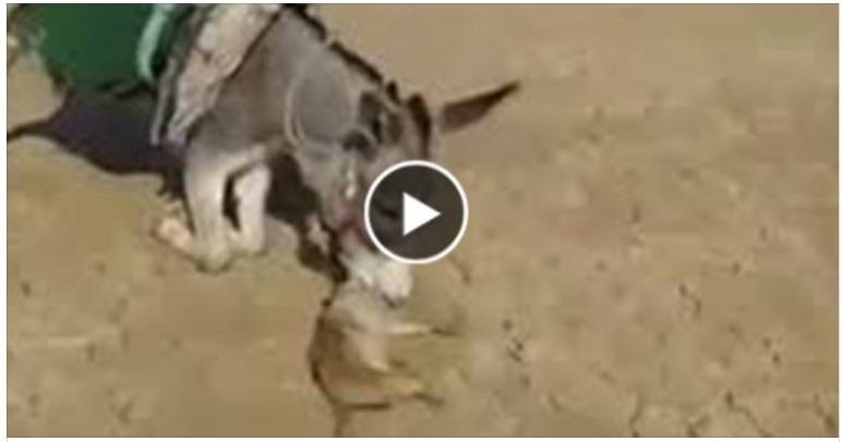 بالفيديو: شاهد أذكى حمار!