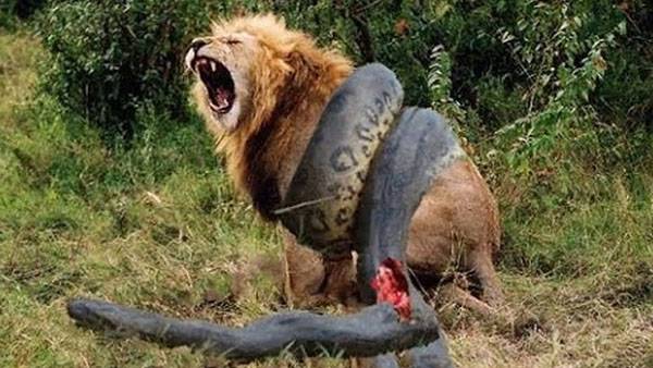 فيديو: حقيقة مهاجمة الأناكوندا لأسد ضخم
