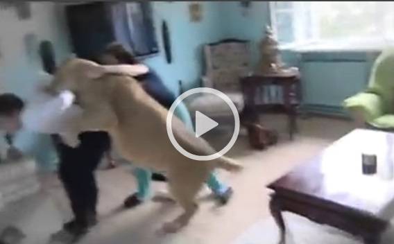 فيديو - اسد يهاجم رجل داخل منزل ليس للقلوب الضعيفة