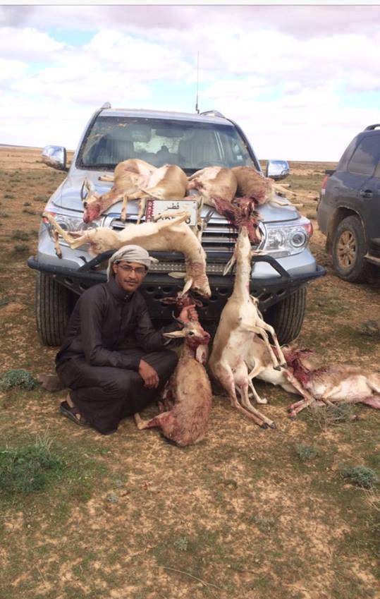 ‘مجزرة‘ بحق عدد من الغزلان على الحدود الاردنية السورية  صور