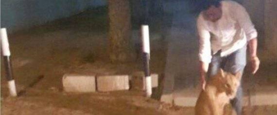 أسد يتجول في شوارع دبي!