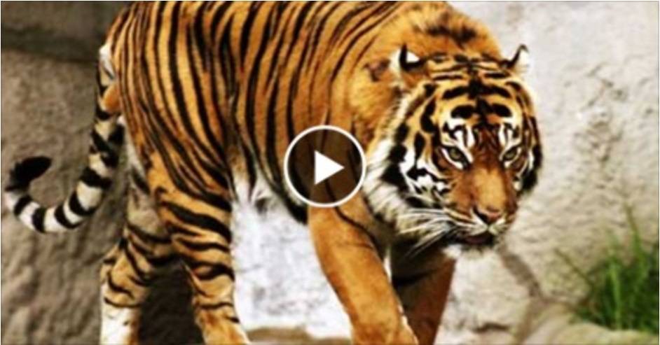 لا ينصح لأصحاب القلوب الضعيفه: شاهد نمر يقطع امرأة بمخالبه ويقتلها بسبب عدم أمتلاكه أسنانًا لأكلها