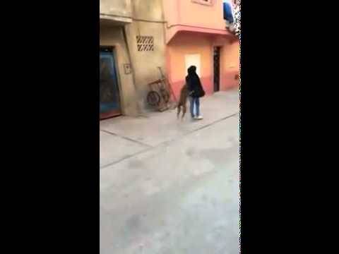 بالفيديو.. شاب يحرض كلب على اختطاف حقيبة فتاة