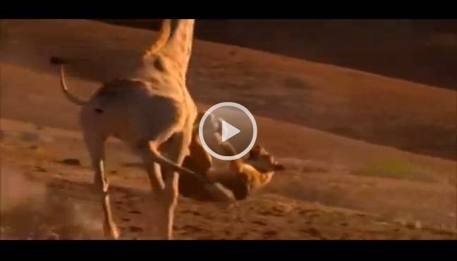بالفيديو.. زرافة صغيرة السن تسحل لبوة