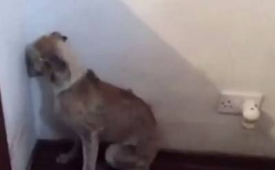 بالفيديو.. شاهد كيف اضطهدت هذه الكلبة لسنوات على يد أصحابها
