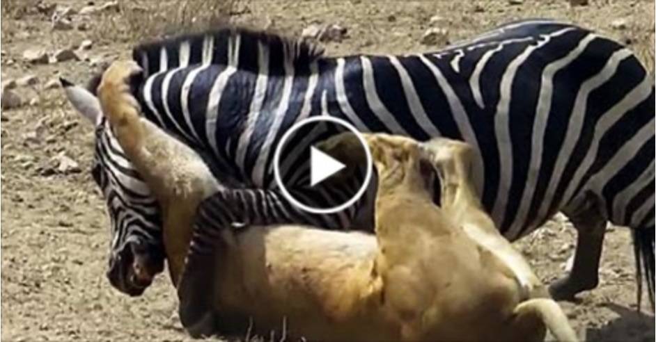 بالفيديو: شاهد حمار وحشي يقتل أسد بعد أن أكل زوجته أمامه