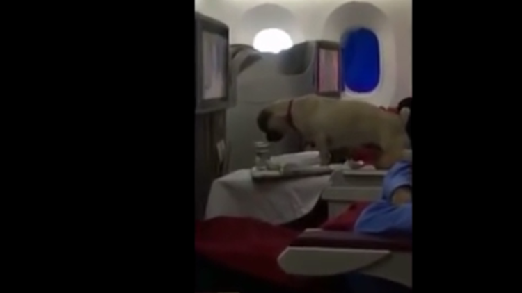 (فيديو) ماذا فعل كلب "ملياردير"على متن إحدى طائرات الخطوط المغربية ليتسبب بإقالة رئيسها