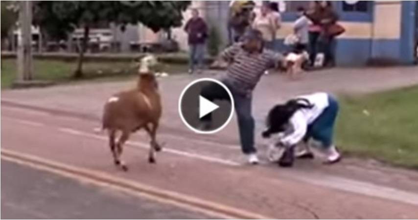 بالفيديو: خروف مجنون يهاجم النساء فى الطريق العام شاهد ماذا فعل بهم!