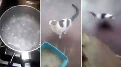 بالفيديو.. شاب يعذب قطة بالماء المغلي