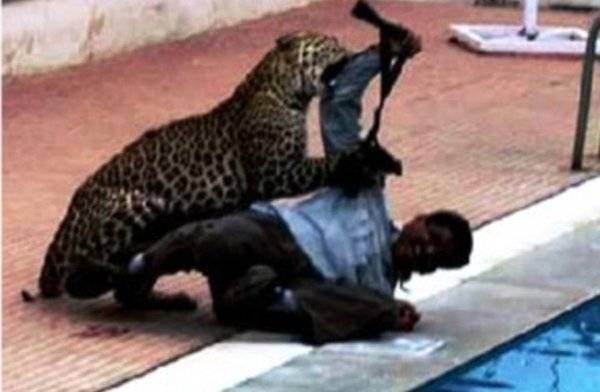 لحظات رعب عاشها عالم أحياء بين مخالب فهد (فيديو)