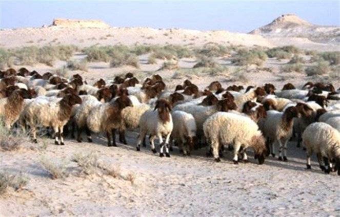 دورية اسرائيلية تسرق 100 راس ماشية من الاراضي اللبنانية