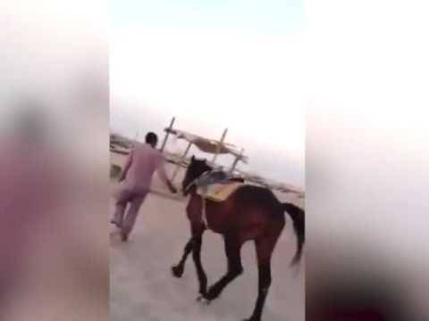 ماذا حدث لـ حصان حاول رجل سعودي بدين ركوبه ؟