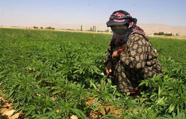 بالفيديو.. الحشيشة أصبحت مشرعة!
