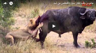 شاهد كيف ضحك الجاموس على الاسد ونجا من الموت المحقق .. فيديو