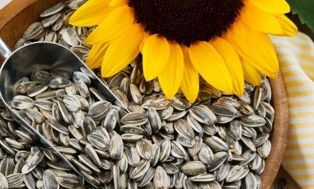ما لا تعرفونه عن بذور دوار الشمس