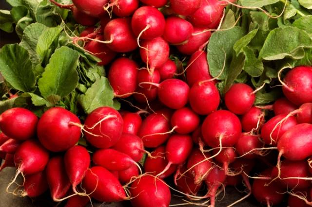 ريجيم الفجل… اخسر 9 كيلو في أسبوع