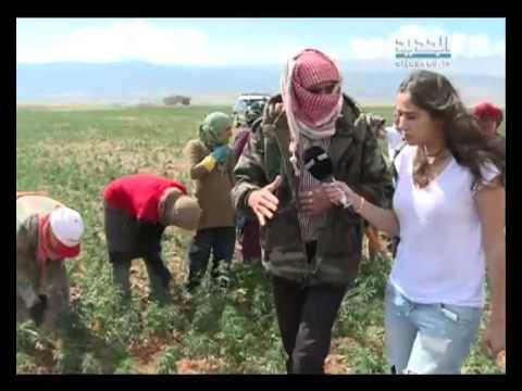 بالفيديو  عقوبة تعاطي الحشيش في لبنان اكبر من تعاطي الارهاب والتفجيرات