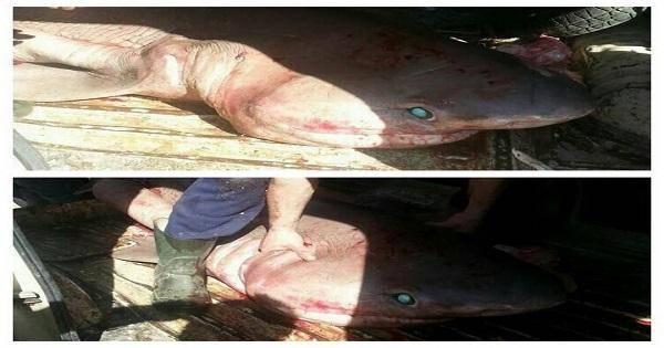 بالصورة سمكة مرعبة وغريبة في طرابلس