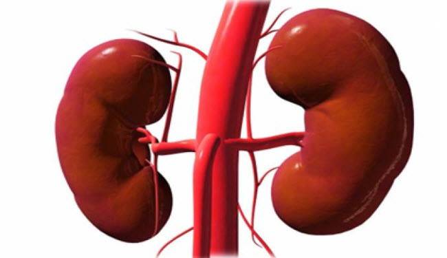 7 عادات يومية تدمر الكلى من دون علمك.. فما هي؟