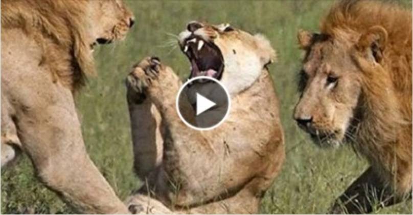 بالفيديو: شاهد أروع وأقوى لقطات الافتراس في عالم الحيوان
