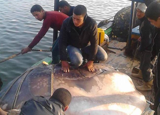 صيادون يعثرون على سمكة ضخمة وغريبة