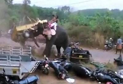 بالفيديو.. فيل هائج ينهي حفلًا بطريقة مأساوية