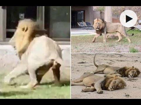 فيديو: ماذا يحدث لو شاهد أسد انعكاس صورته في المرآة؟
