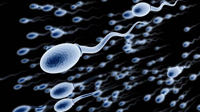 اكتشاف مذهل.. "انتاج حيوانات منوية"!