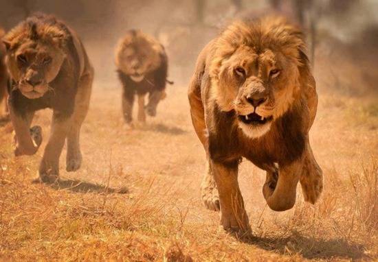 فيديو مرعب لرجل يدخل عرين الأسود ويواجه الموت المحتم