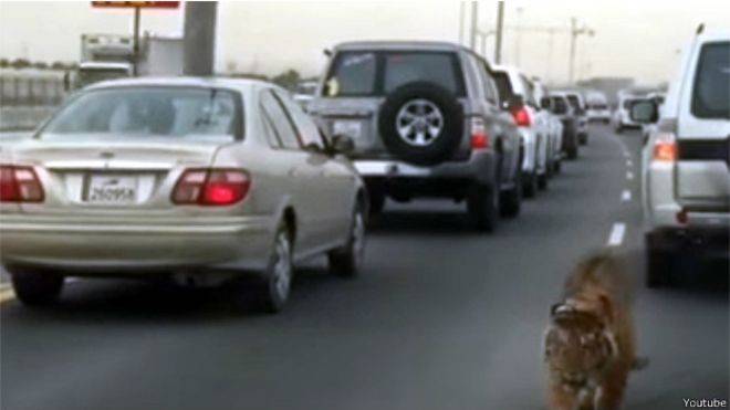 نمر طليق يتسبب في ازدحام مروري في الدوحة