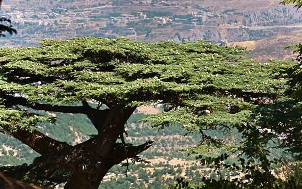 «البيئة» تفتح المحميّات الطبيعيّة
مجاناً أمام الزوّار في 10 الجاري
