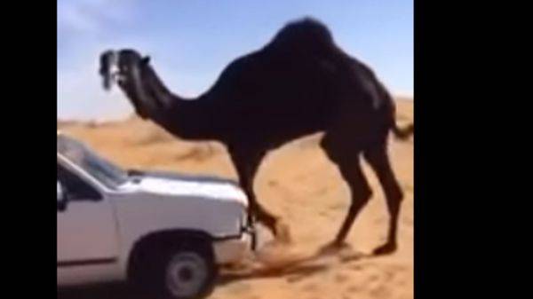 بالفيديو ..شاب تعمد دهس 