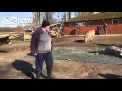 بالفيديو: جنازة حارّة لحمار وزملاؤه يشيعونه بالنهيق!