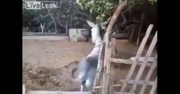 بالفيديو شاهد الحمار بعد تناوله الحشيش ماذا يحصل له
