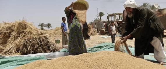 قوت البسطاء المسروق.. القصّة الكاملة لفساد القمح في مصر