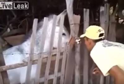 اضحك من قلبك حمار يدخن حشيشه  فيديو