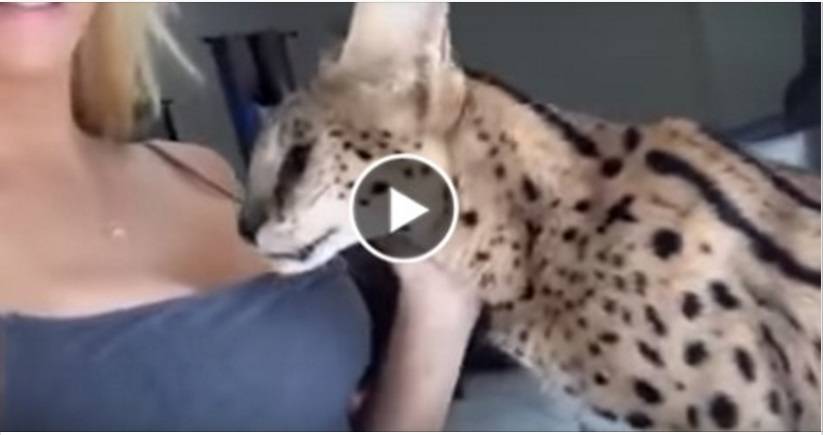 ‏بالفيديو‬: شاهد‬ ماذا فعل قط بمربيته لكى يداعبها!