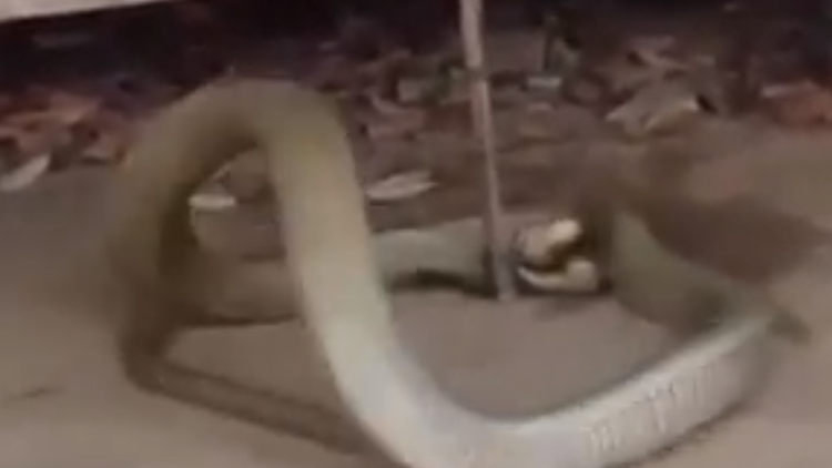 بالفيديو.. رجل يقبض على ثعبان ضخم كان يختبئ تحت سريره
