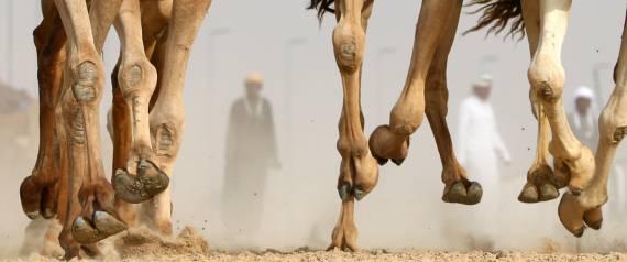 سباق الهجن بدول الخليج سوق يساوي الملايين