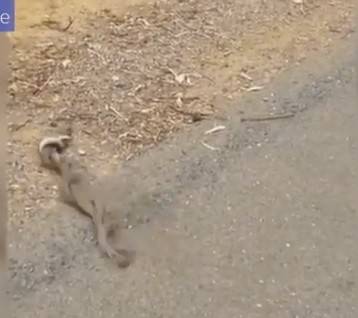 بالفيديو.. معركة بين ثعبانين للفوز بأنثى!