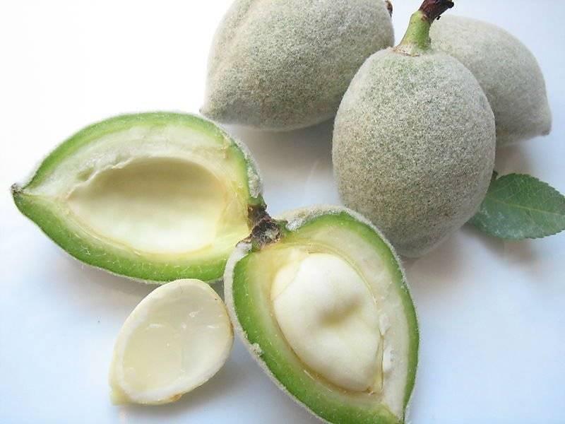 موسم اللوز الأخضر بدأ.. تعرّفوا إلى فوائده