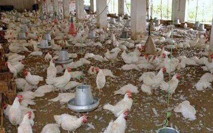 حبوب منع الحمل لتسمين الدجاج..!