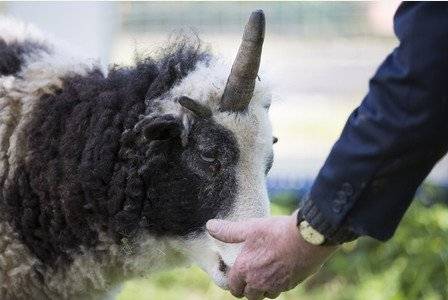بالفيديو.. نعجة  تتحول الى "وحيد القرن"!