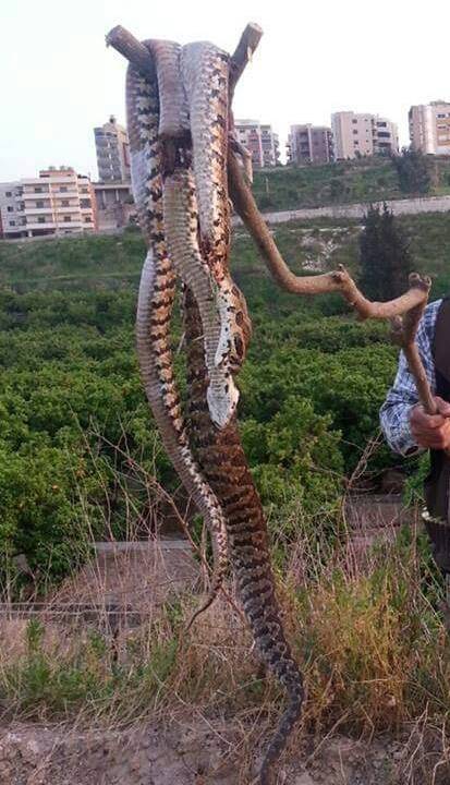 بالصور موسم الافاعي في لبنان وظهور افاعي ضخمة