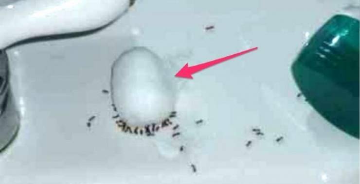 صورة:  تخلصوا من النمل أثناء الليل وأنتم نائمون!