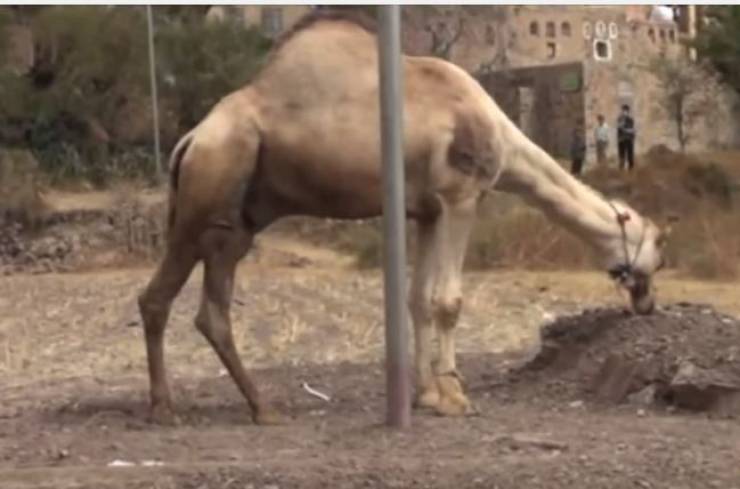 فيديو: شاهدوا الجمل الذي أبكى كل من رآه