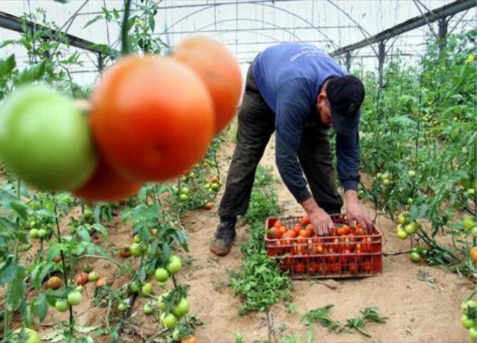 مزارعون قطعوا الطريق الدولية بعكار إحتجاجاً على المنافسة الخارجية