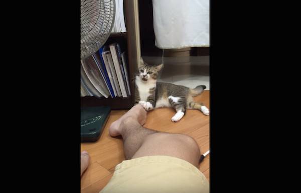 رد فعل مضحك لقط شم رائحة قدم صاحبه الكريهه .. فيديو