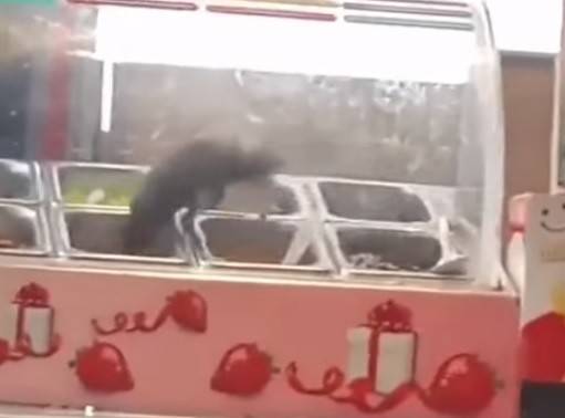 بالفيديو - فاجعة جرذ يأكل في المطاعم!!