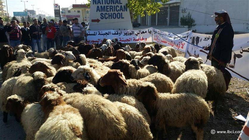 بالصور: قطع أوتوستراد كسارة - زحلة بالمواشي احتجاجا على إغراق السوق بالمنتجات المهربة